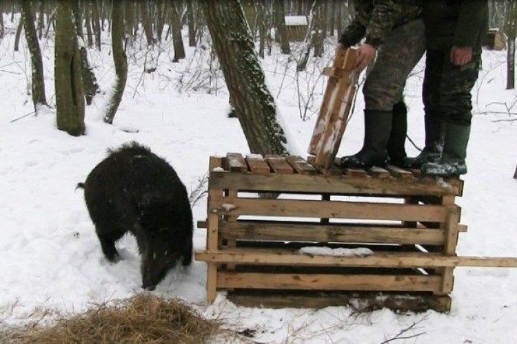 У вольєрі Воротнівського лісництва з’явились нові мешканці – вагітна самка дикого вепра 
