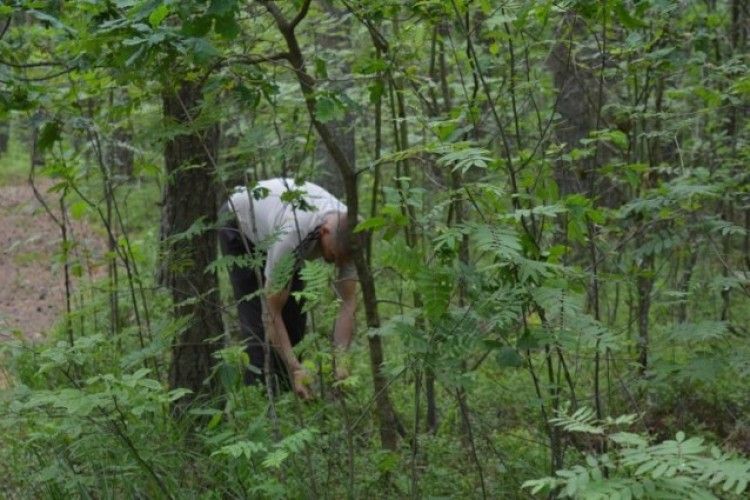 133 тисячі гривень сплатили волиняни-збирачі чорниць до бюджетів місцевих громад