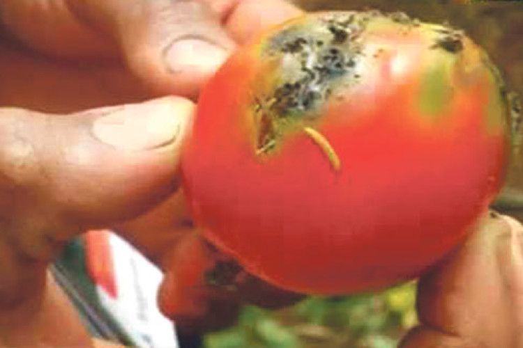 Томатна міль на Волині: чи варто боятися?