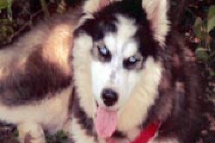 ЗГУБИ: допоможіть розшукати Ніку!