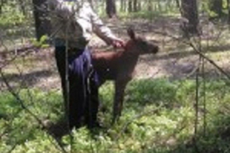 Лісівники сподівалися на материнський інстинкт лосихи і не помилилися