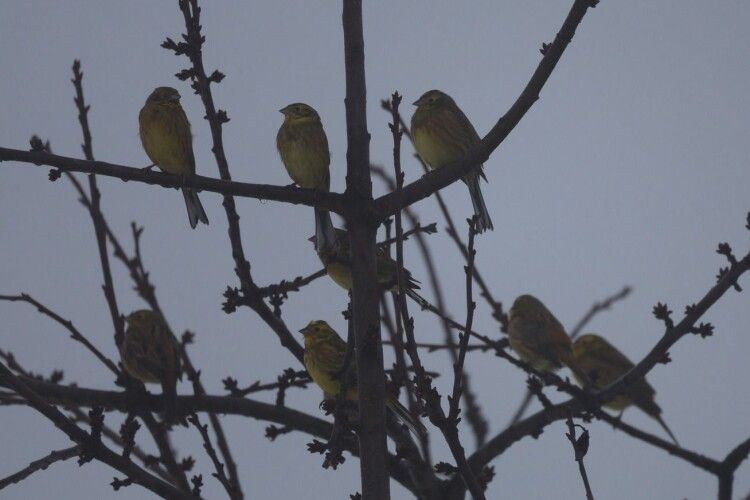 Обліки птахів: хто зимує у нацпарку на Волині (Фото)
