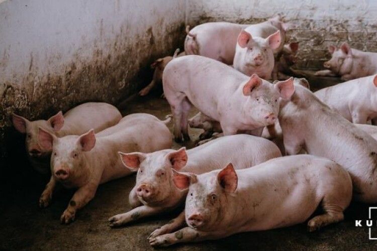 Селяни судяться з власниками свиноферми, звинувачуючи їх у свинстві