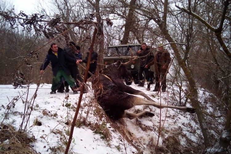 «Рятуйте – у річці тоне лось!» (фото) 