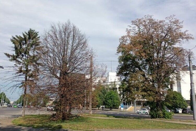 Частина дерев може відновитися: який стан пошкоджених каштанів та лип у Луцьку