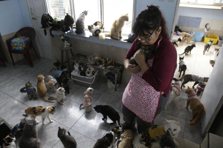 У Конотопі влада вирішує, куди подіти 12 котів та собак
