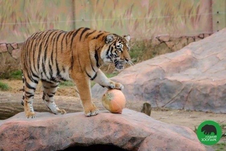 Луцький зоопарк готується до Свята гарбуза