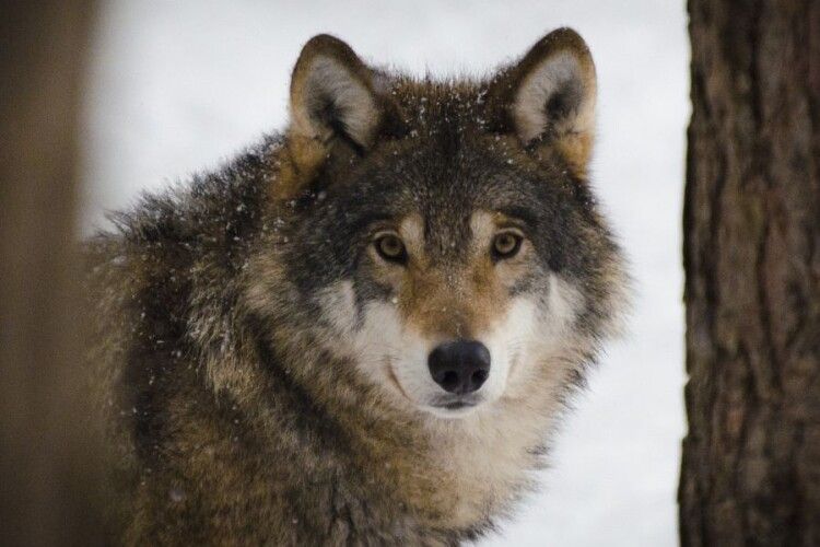 Хижаки наближаються до сіл: на Волині знову фіксують сліди вовків