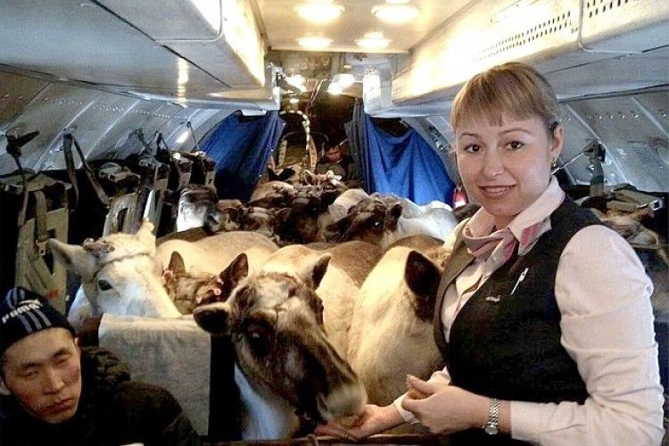 Російські олені злітаються літаками до Якутії – на з’їзд оленярів (фото)