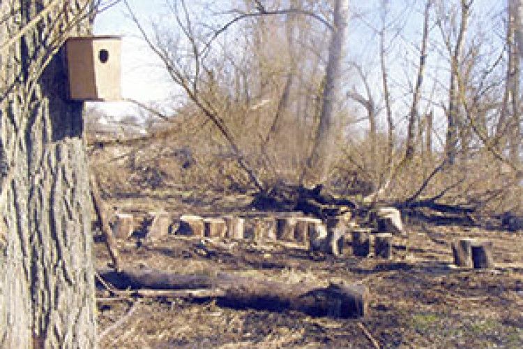 ЕКОЛОГІЯ: як вижити пташині?