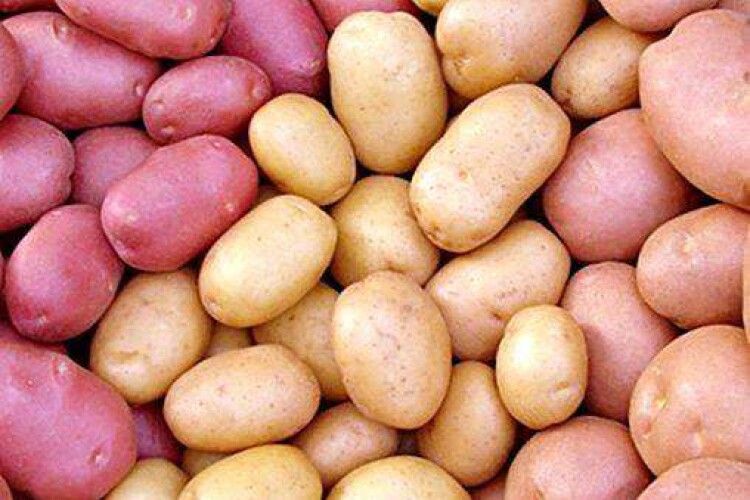 Українські науковці назвали найпродуктивніші сорти картоплі 