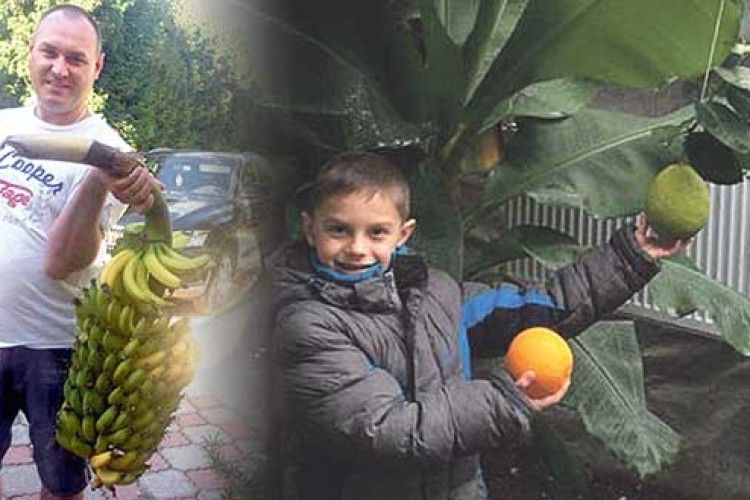 Депутат облради вирощує вдома екзотичні банани й апельсини