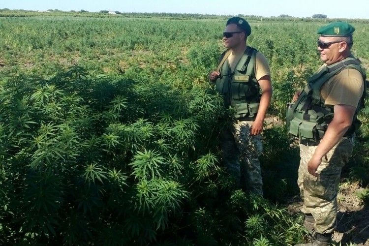 Шукали посіви маку, а знайшли чотири гектари конопель
