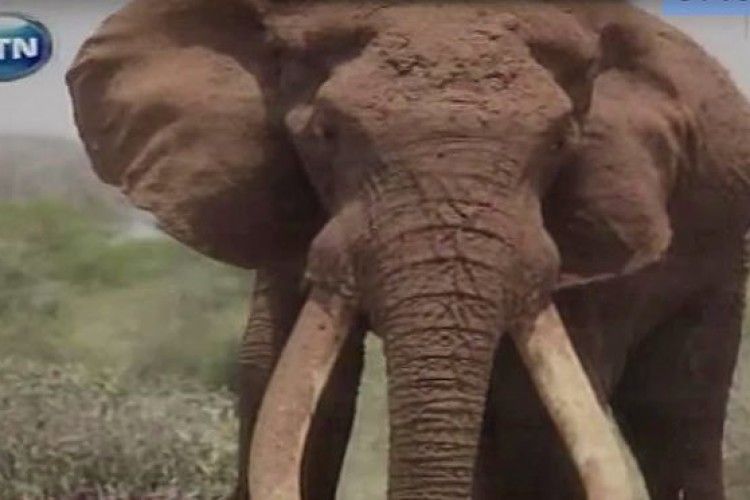 В Кенії вбили унікального слона