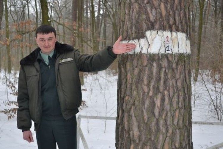 Українська сосна №1 росте на Волині