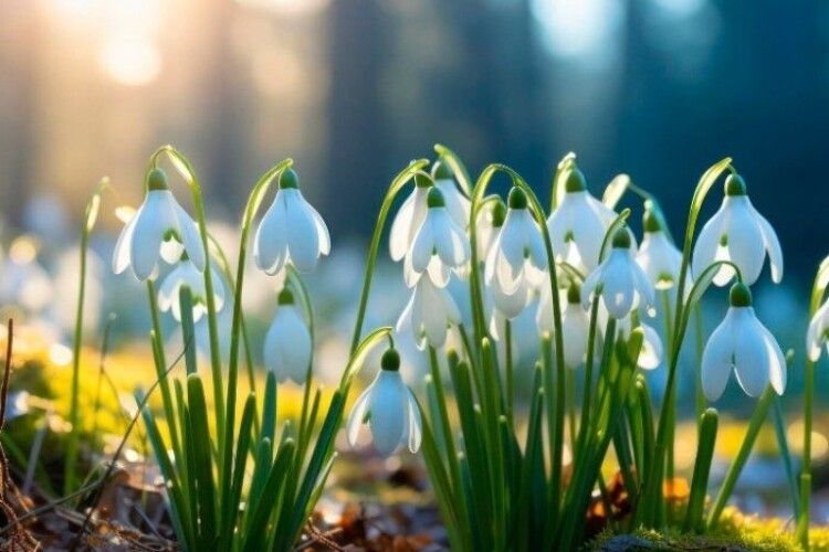 Якою буде погода на Волині