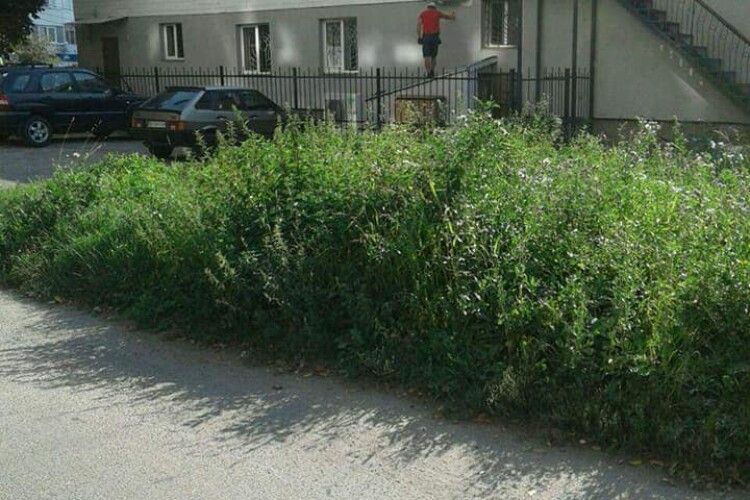 У Луцьку косять газонну траву вищу за 15 см. На жаль, не всюди