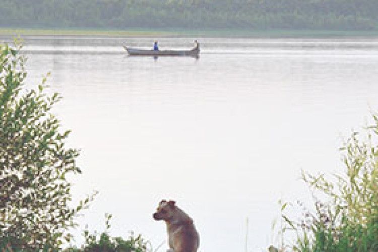 ФОТО НА КОНКУРС: добре бути Шариком, а не Муму