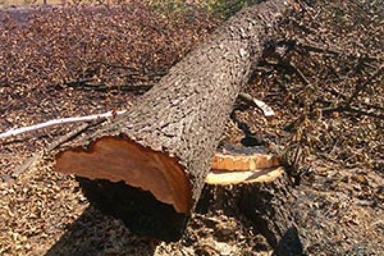 ГОРІЛА ВІЛЬХА, ПАЛАЛА, А ЖІНКА В ЛІКАРНЮ ПОПАЛА...