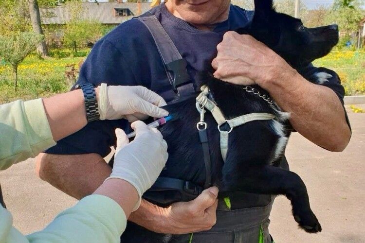 Понад тисячу тварин у громаді на Волині вакцинували від сказу