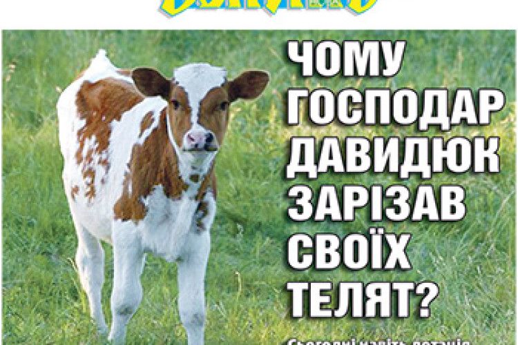 ЧОМУ ГОСПОДАР ДАВИДЮК ЗАРІЗАВ СВОЇХ ТЕЛЯТ?