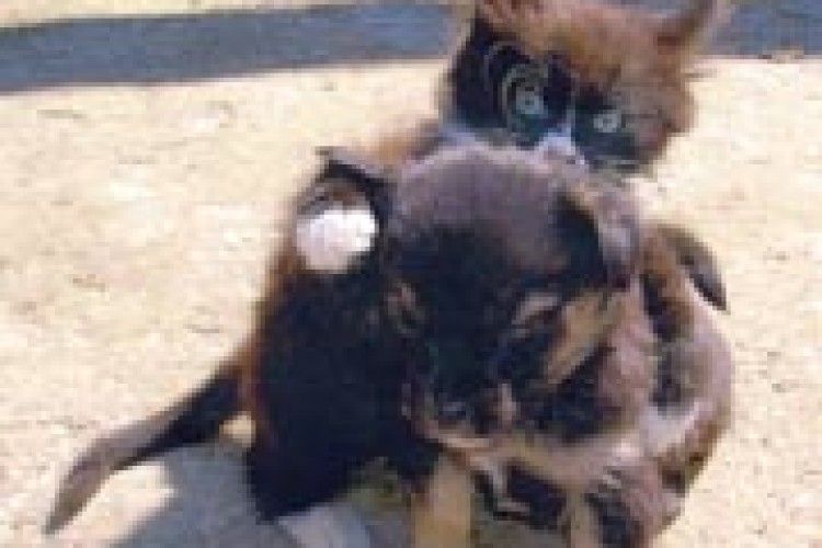 ФОТО НА КОНКУРС: живуть, як кішка з песиком