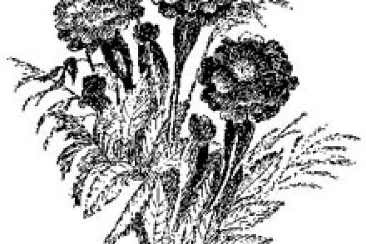 ПОГОДА: День Незалежності зустрінемо в теплі