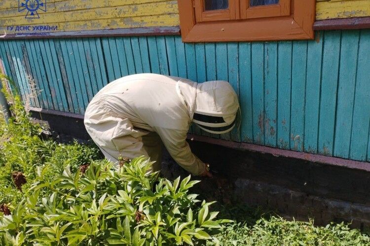 У селі на Волині в хаті під підлогою завелися бджоли
