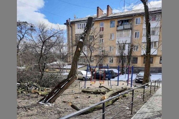 У Луцьку дерева обрізали самовільно (Фото)