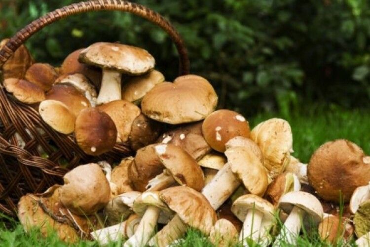У Маневицькому районі виявили радіоактивні гриби