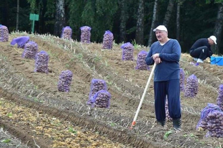 Піар по-білоруськи: Лукашенко не пішов на роботу – залишився копати картоплю із сином (фото, відео)