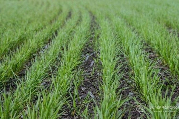 Україну чекає мінімальний урожай ячменю за 5 років