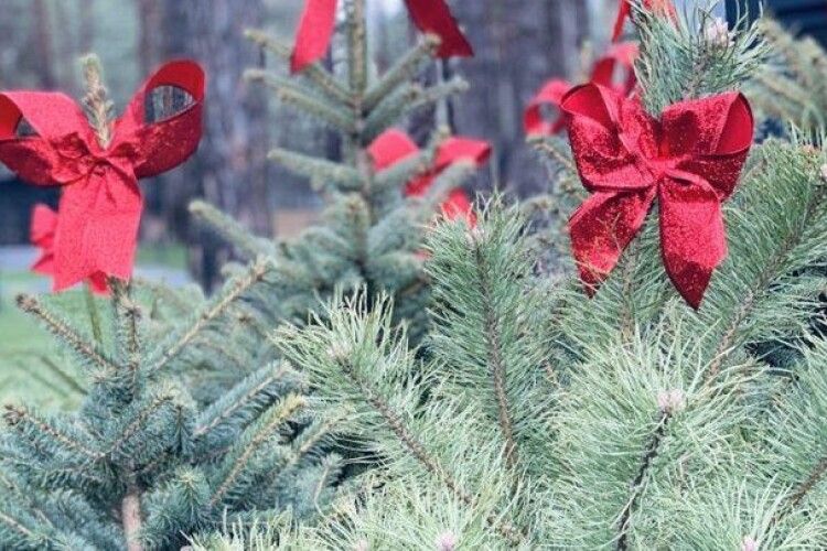 На Волині здорожчали новорічні дерева: наскільки зросли ціни