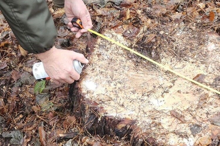 У Луцькому районі «чорні лісоруби» знищили понад сотню дерев