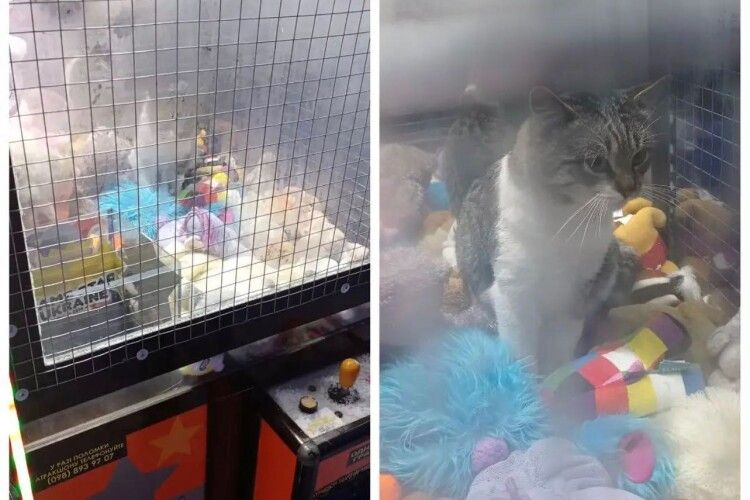 Живий приз: на Волині в автоматі з іграшками сидів... кіт (Фото)