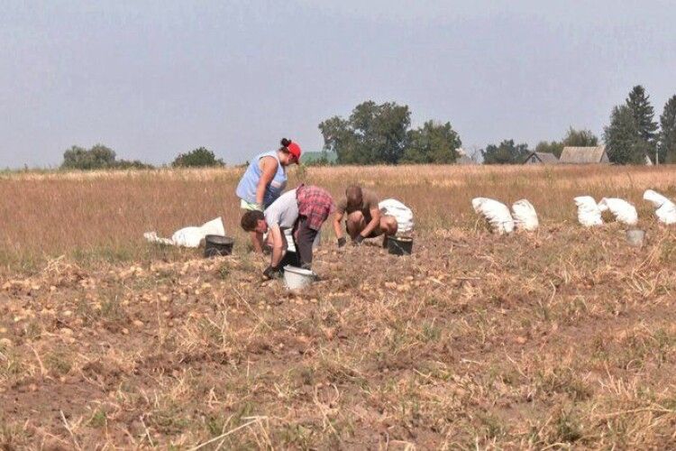 Які сорти картоплі саджають волиняни та чи задоволені врожаєм