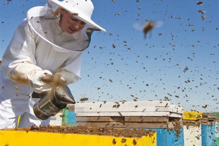Увага, пасічники: під Луцьком оброблятимуть поля гербіцидами