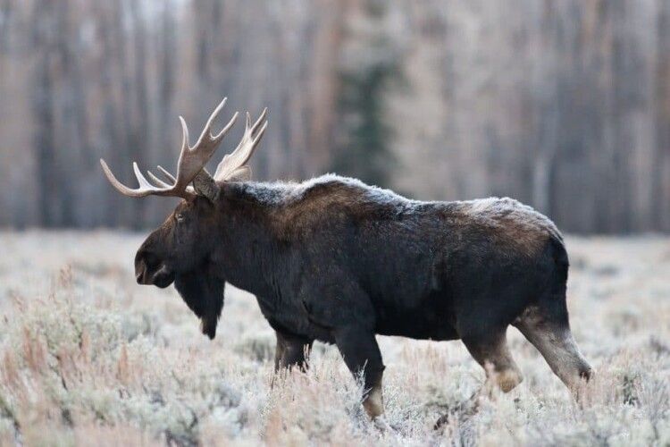 На Волині браконьєри вбили двох лосів