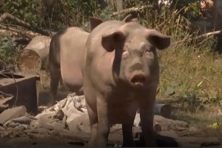 Стадо із сотні домашніх свиней вже місяць тероризує село Кізлівка на Полтавщині