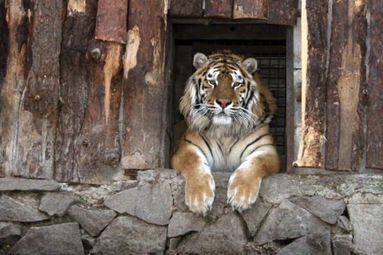 Рівненський зоопарк шукає охочих сторожити та доглядати тварин