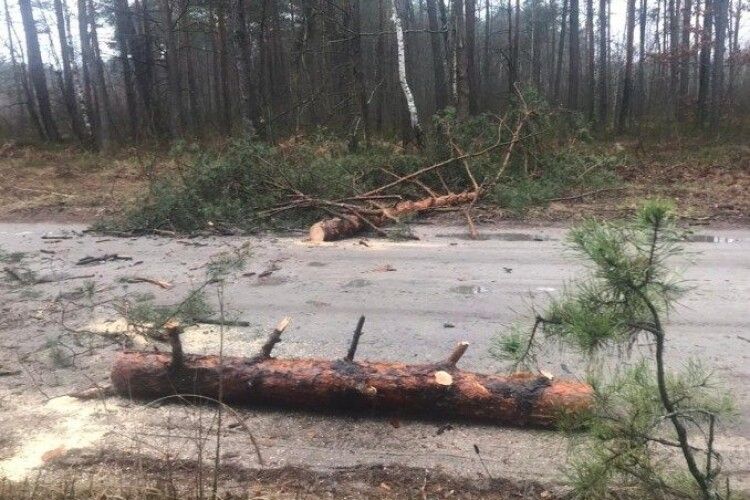 На Волині злочинці зрізали 11 сосен, щоб перекрити дорогу лісоохороні