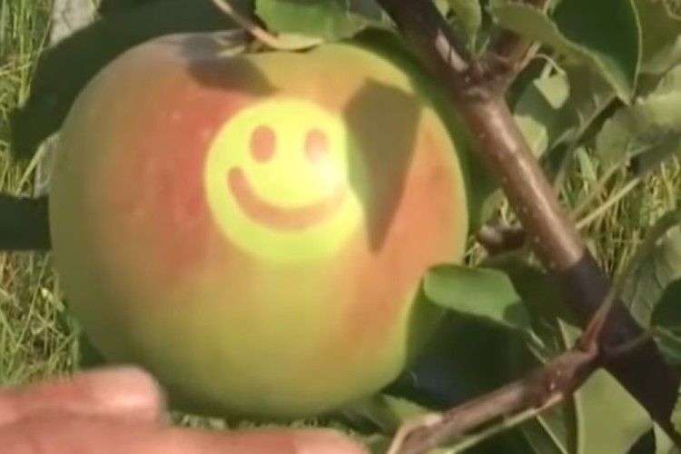 На Вінниччині виростили яблука зі смайликами