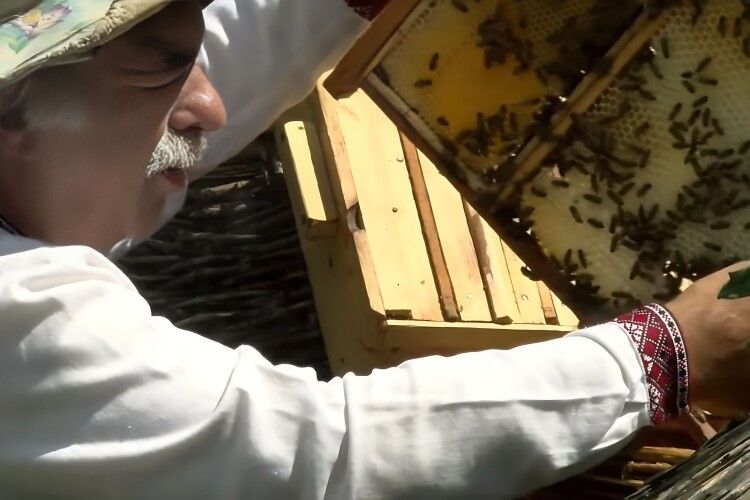 Підозрюють аграріїв, які працюють і на Волині: на Львівщині загинули мільйони бджіл