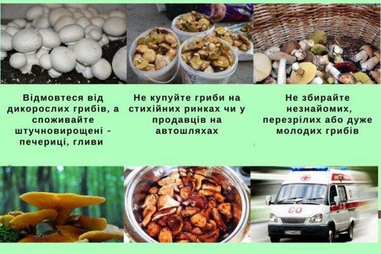 Головний медик країни: «Найкраще відмовитися від споживання дикорослих грибів»