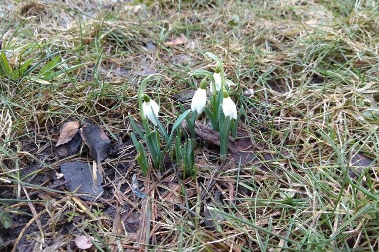 Біля кафедрального собору в Луцьку розцвіли підсніжники