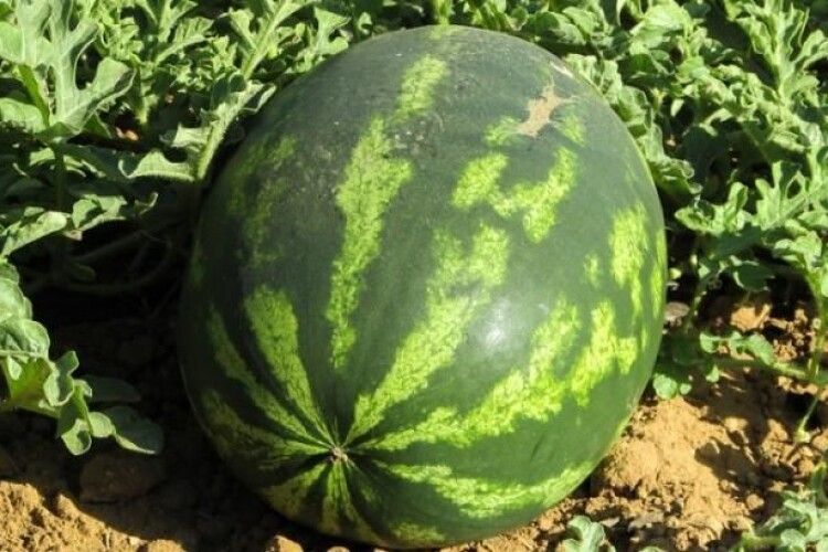 На ринках України вже з'явилися кавуни ранніх сортів 