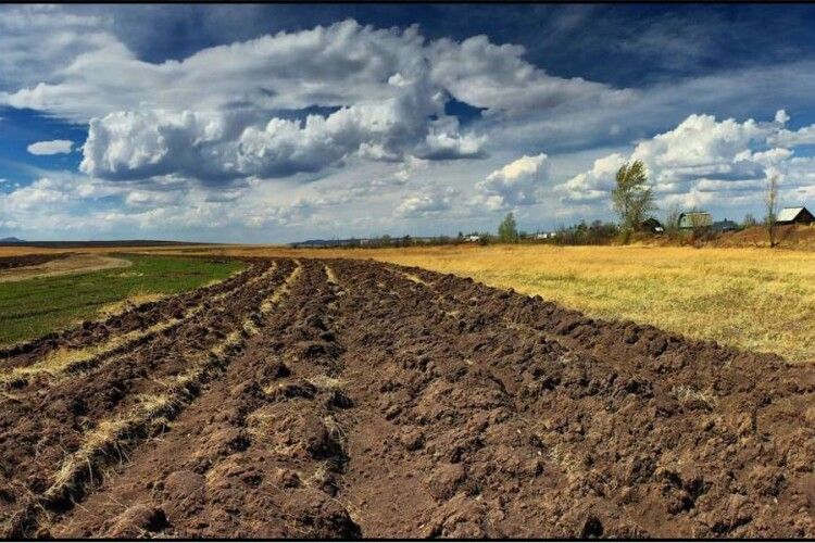 На Волині майже 30 гектарів нацпарку стали полем