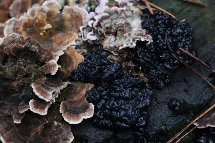 На Волині юні дослідники виявили незвичайний гриб