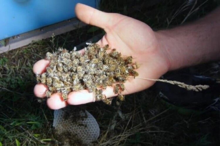 Поліцейські розслідують загибель бджіл у трьох районах Рівненщини