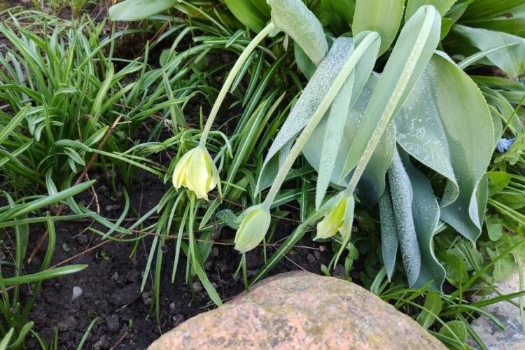 Коли на Волинь нарешті прийде тепло?